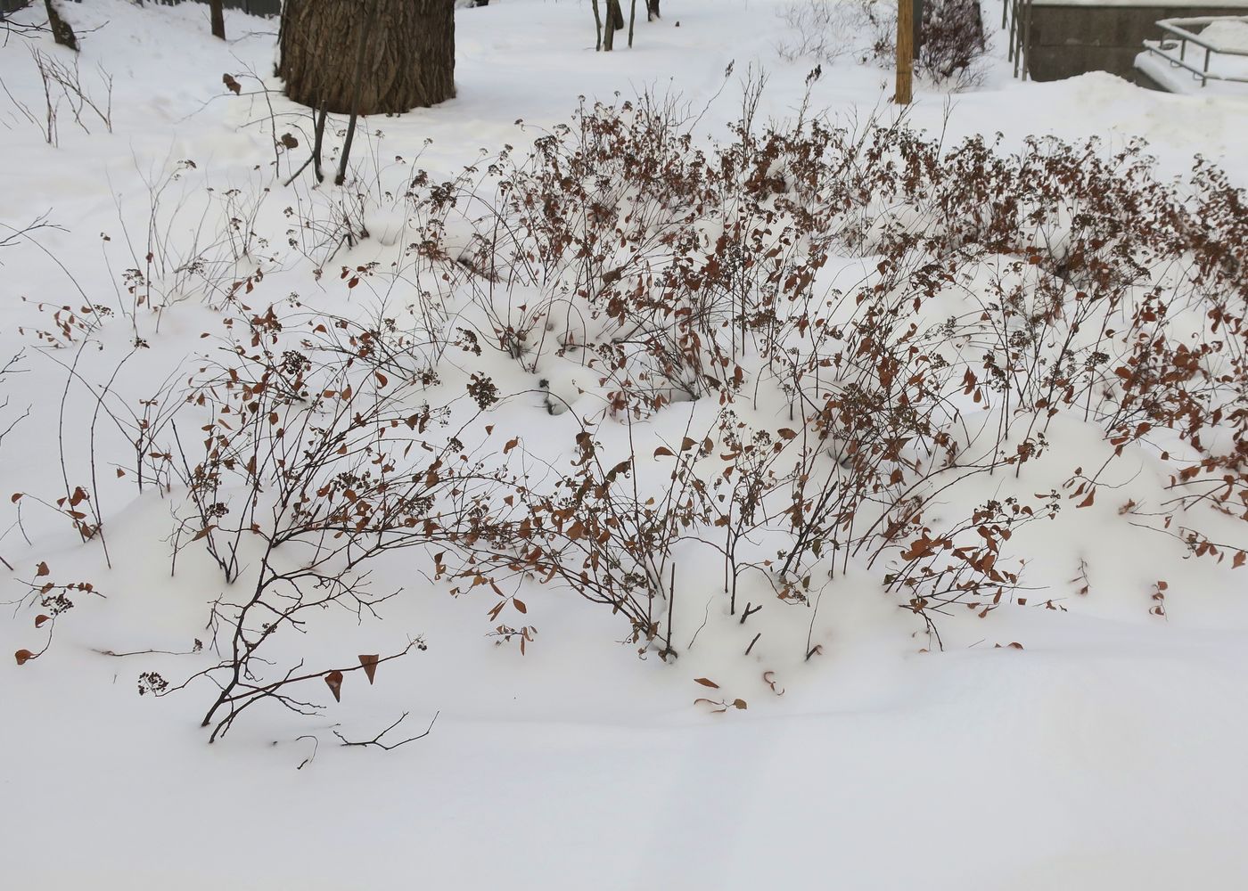 Изображение особи Spiraea japonica.