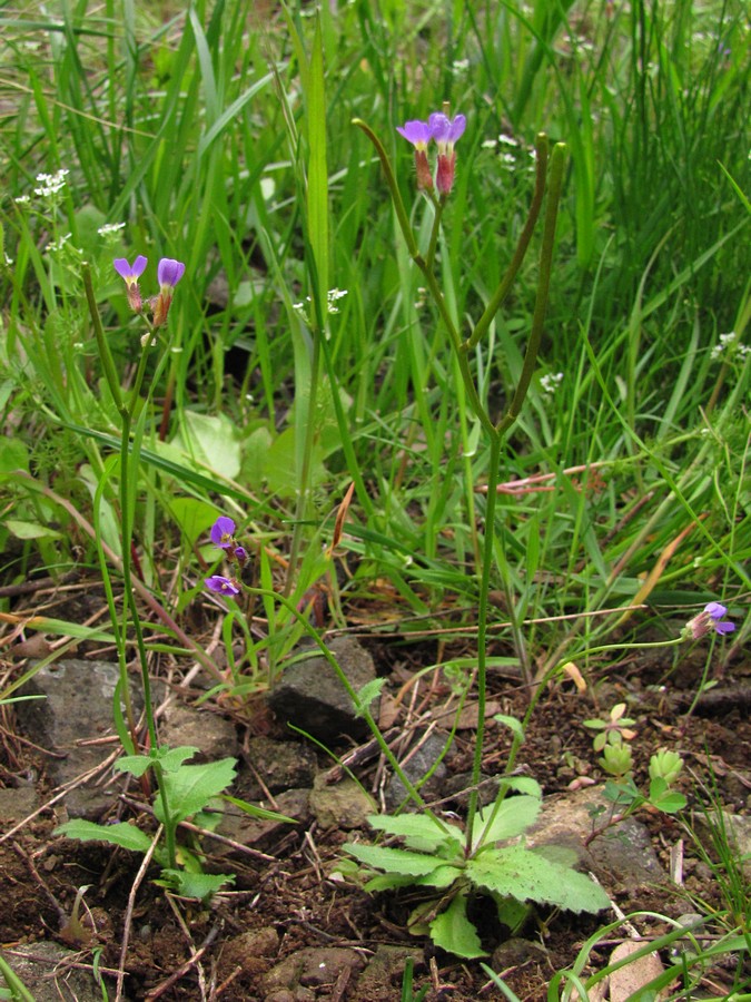 Image of Arabis verna specimen.