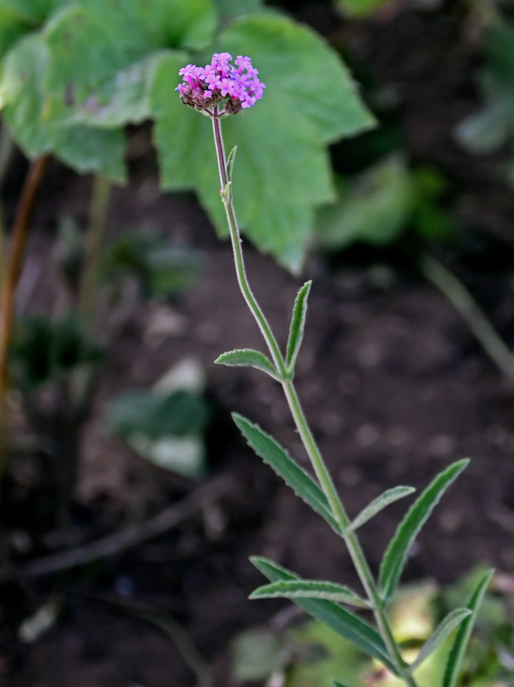 Изображение особи Verbena bonariensis.