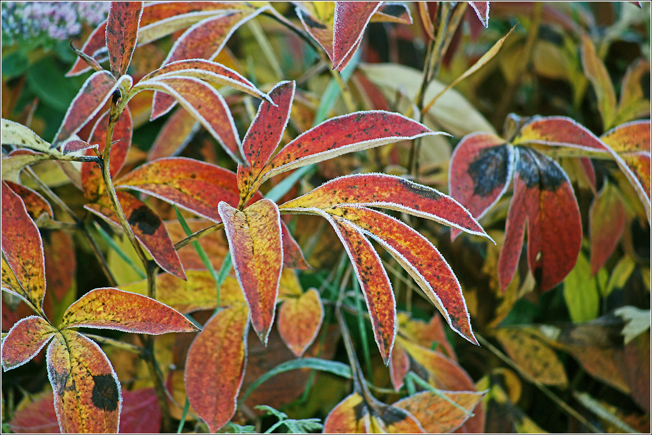 Изображение особи Paeonia lactiflora.