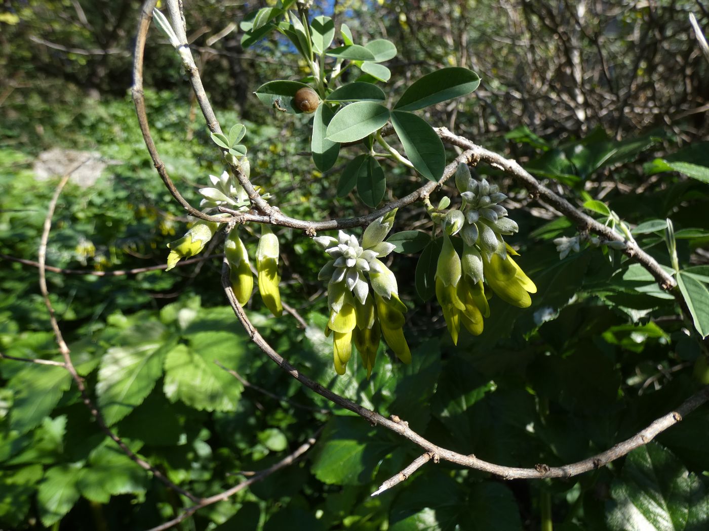 Image of Anagyris foetida specimen.