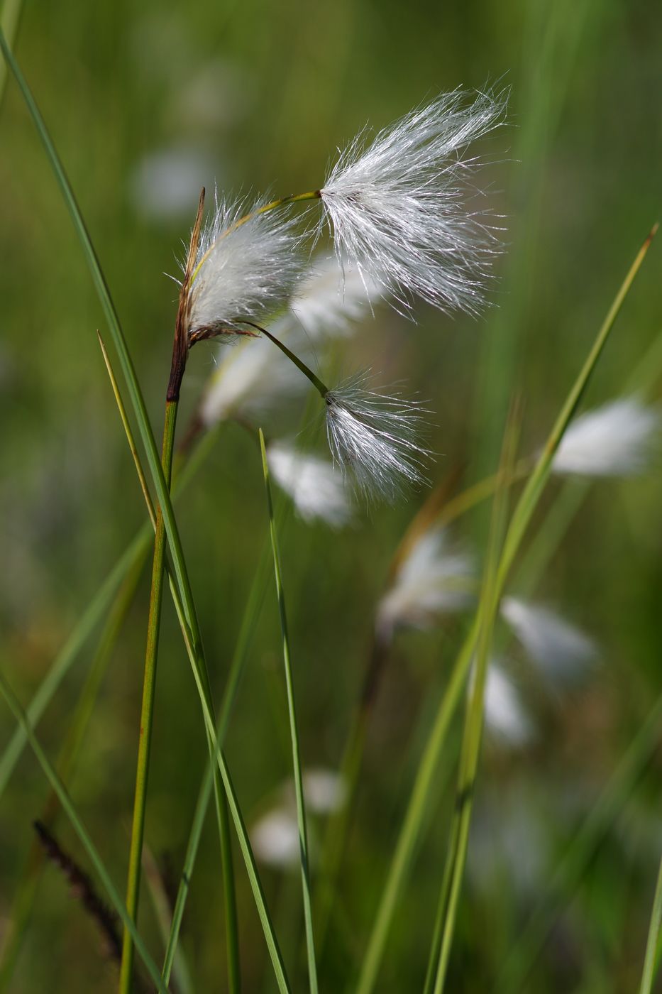 Изображение особи Eriophorum angustifolium.