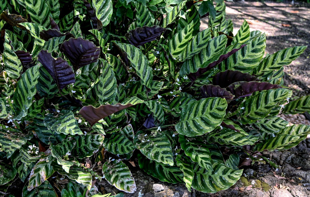 Image of Goeppertia louisae specimen.