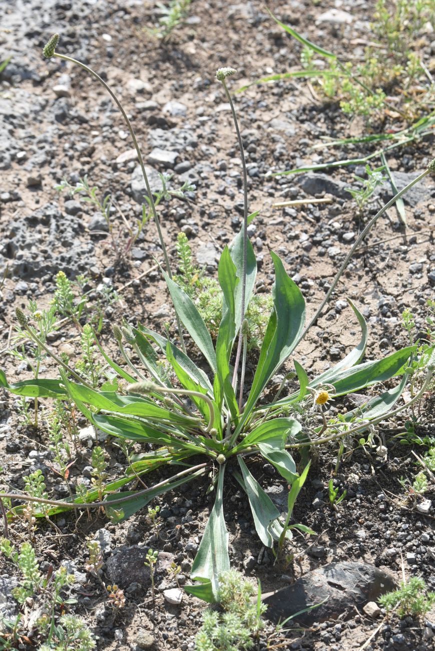Image of Plantago lanceolata specimen.