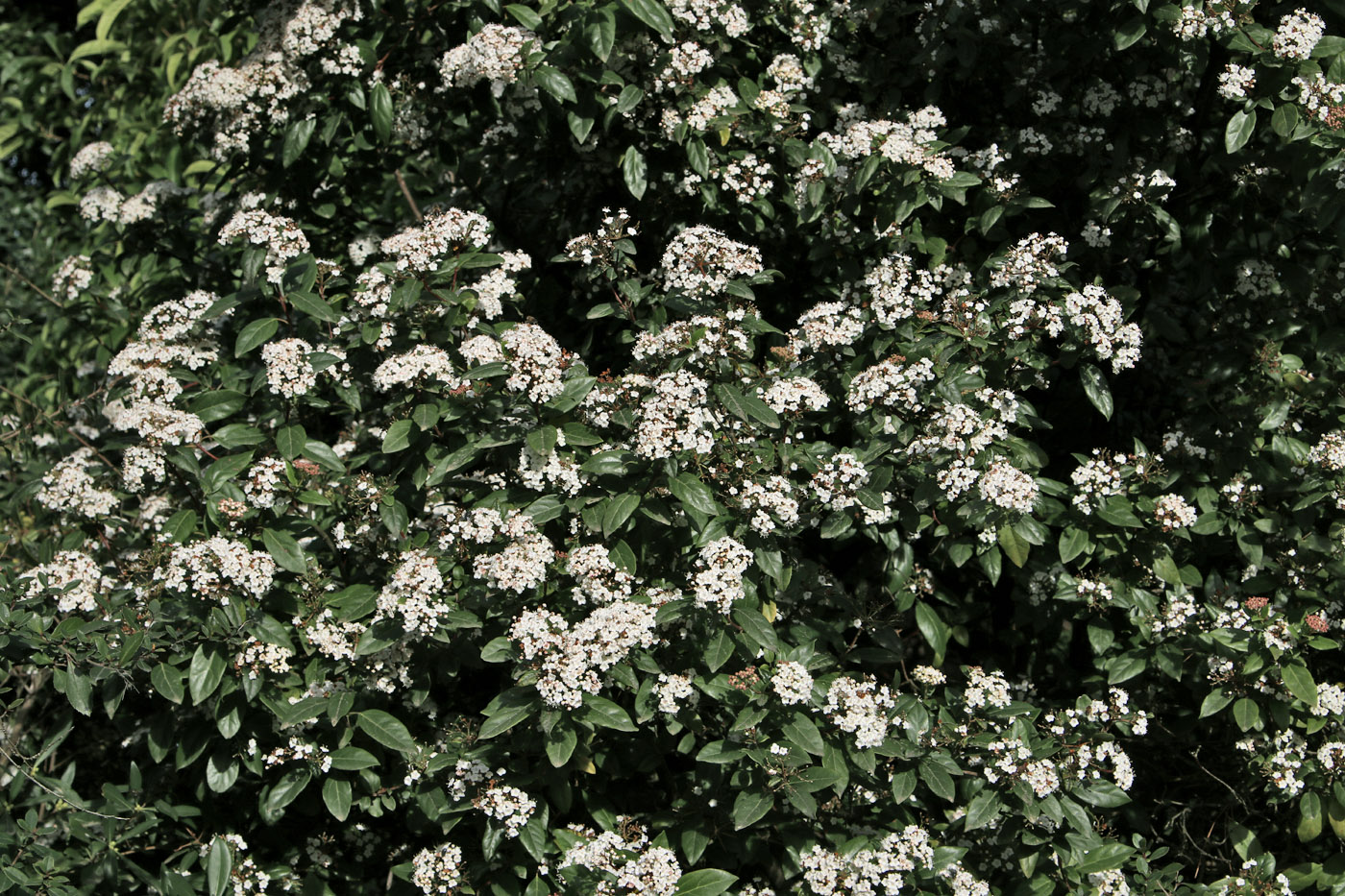 Image of Viburnum tinus specimen.