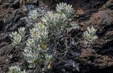 Helichrysum obconicum