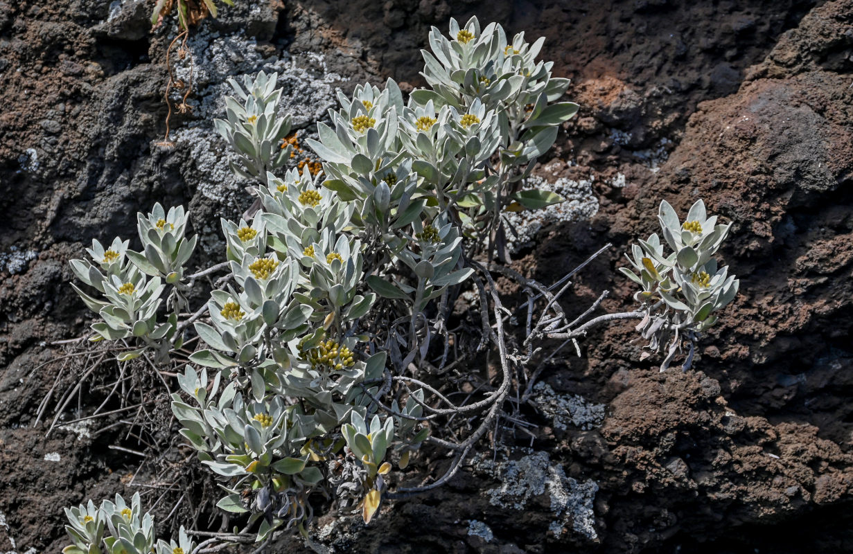 Image of Helichrysum obconicum specimen.