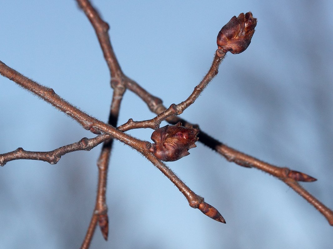 Изображение особи Ulmus laevis.