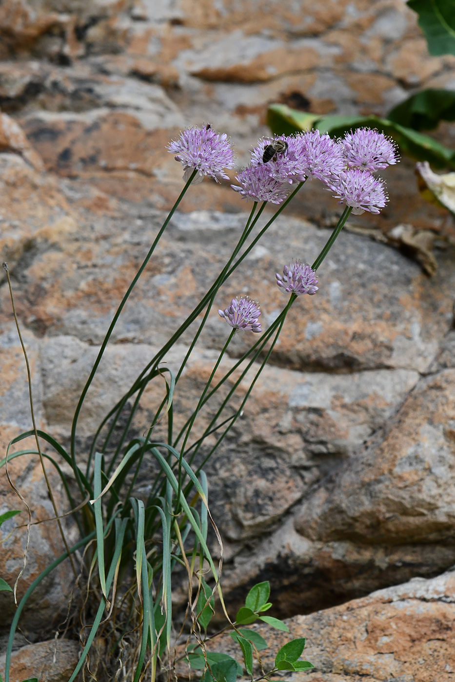Изображение особи Allium caricifolium.