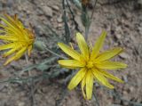 genus Scorzonera