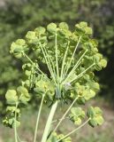 Euphorbia cyparissias. Верхушка побега с присоцветными листьями. Испания, Каталония, пров. Барселона, комарка Осона, муниципалитет Виланова-де-Сау, водохранилище Сау, залесенный склон сев. экспозиции, обочина дороги. 14.04.2026.