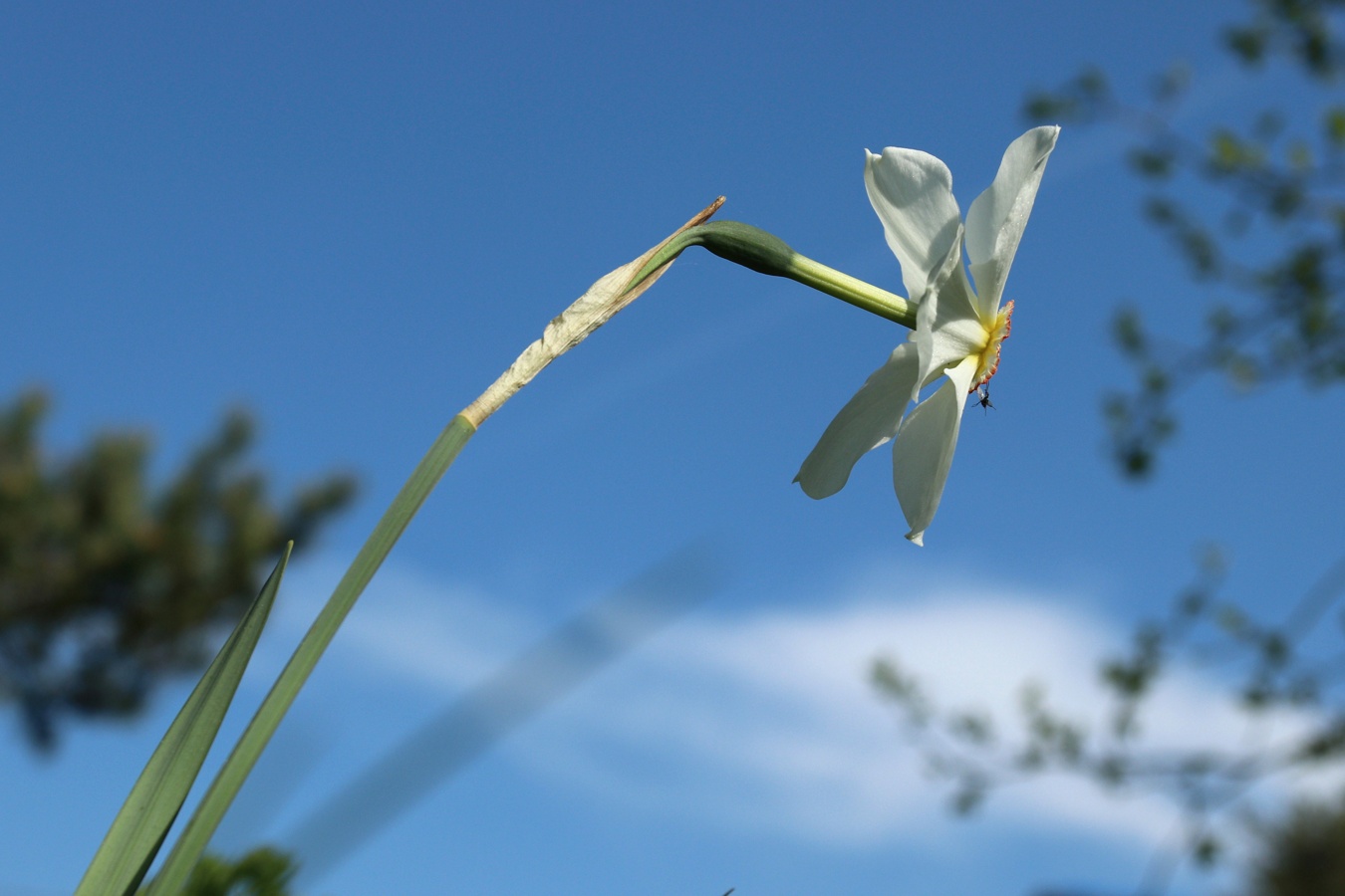 Изображение особи Narcissus poeticus.