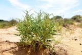 Astragalus lehmannianus. Цветущее и плодоносящее растение. Астраханская обл., Наримановский р-н, окр. с. Николаевка, бархан Большой Брат, опустыненная степь, участок подвижных песков. 04.06.2026.