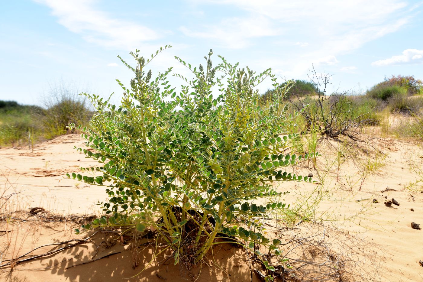 Image of Astragalus lehmannianus specimen.