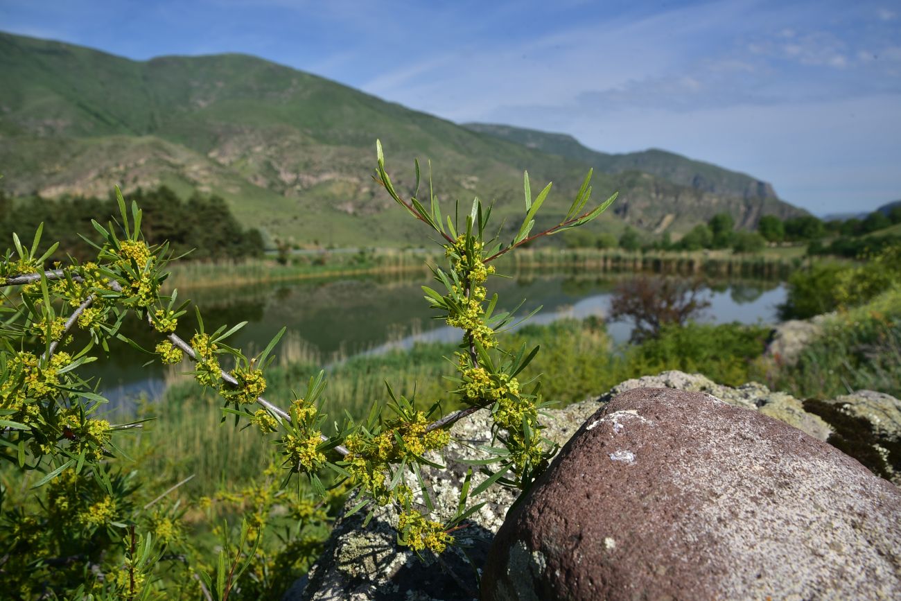 Image of genus Rhamnus specimen.