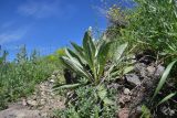 род Verbascum