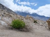 Christolea pamirica. Цветущее растение с высохшими прошлогодними побегами. Таджикистан, Горно-Бадахшанская автономная обл., Рушанский р-н, хр. Музкол, окр. Сарезского оз., Усойский завал, скопление мелкозёма среди крупноглыбового обломочного материала. 22 июня 2026 г.