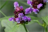 Prunella vulgaris. Соцветие. Московская обл., Раменский р-н, окр. дер. Хрипань, садовый участок. 16.06.2026.
