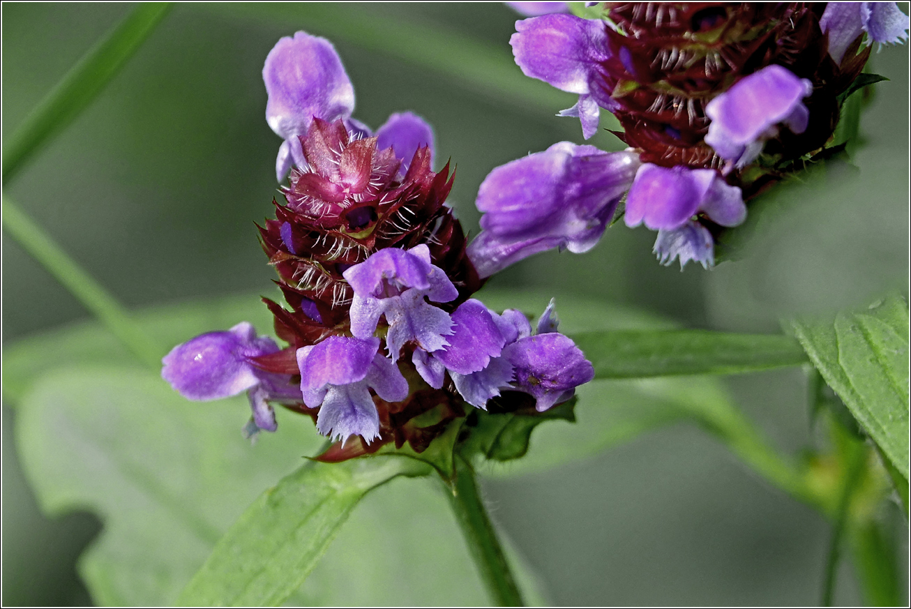 Image of Prunella vulgaris specimen.