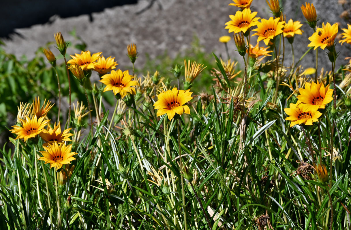 Изображение особи Gazania × hybrida.