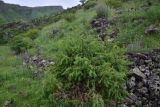 genus Juniperus. Вегетирующее растение. Грузия, край Самцхе-Джавахети, Ахалцихский муниципалитет, ур. Бертахана. 10 июня 2026 г.