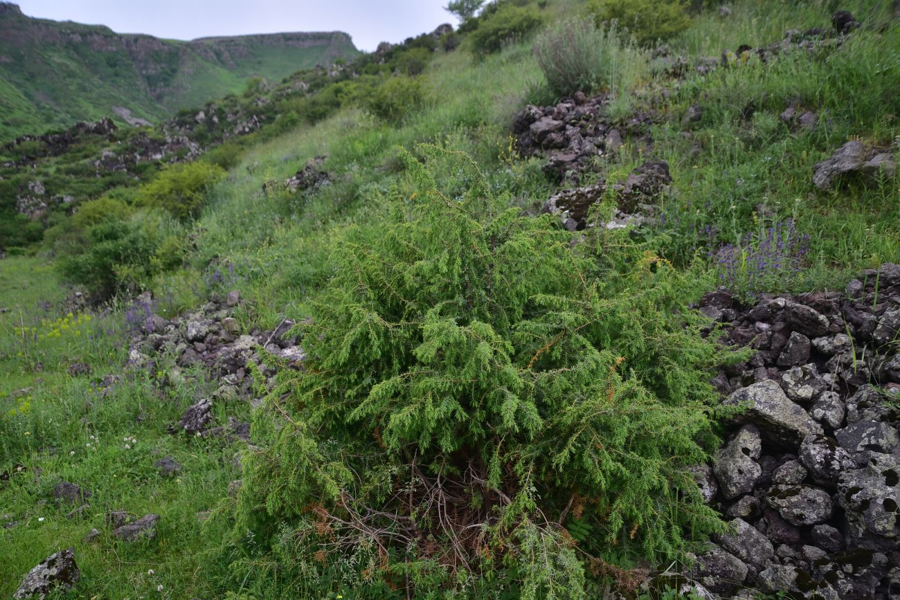 Image of genus Juniperus specimen.