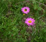 unknown species. Соцветия. Турция, ил Артвин, окр. дер. Кашикли, склон, который спускается к р. Корпусу от мечети, луг. 12 июня 2026 г.