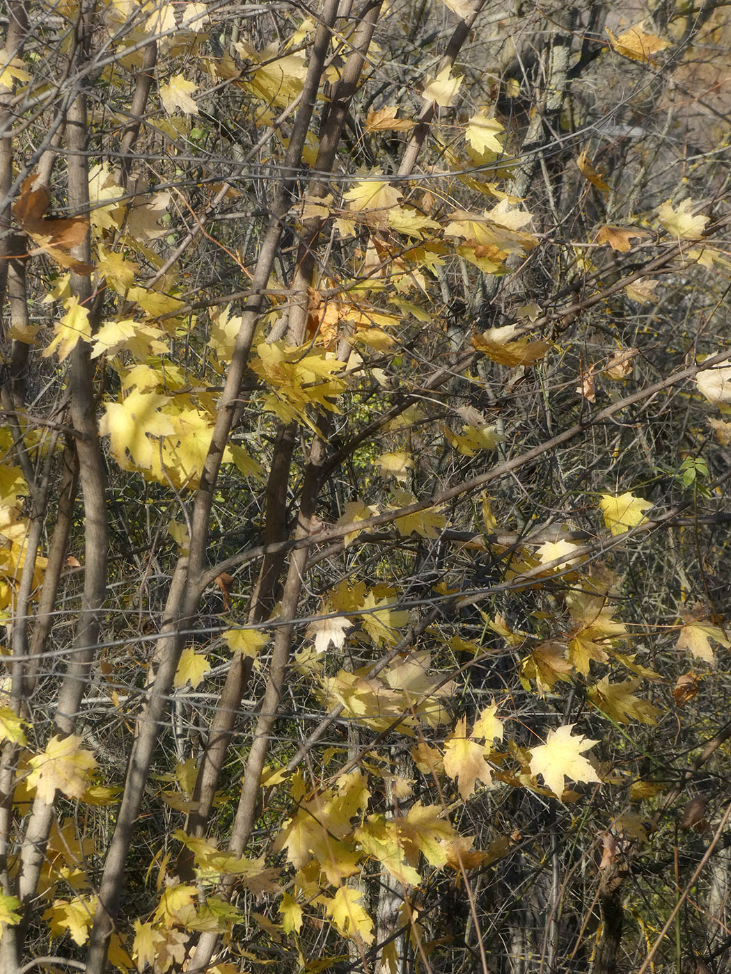 Изображение особи Acer platanoides.