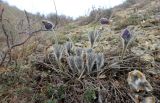 Pulsatilla taurica