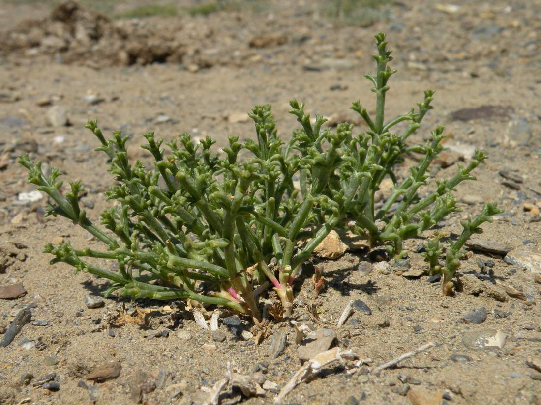 Image of Anabasis brevifolia specimen.