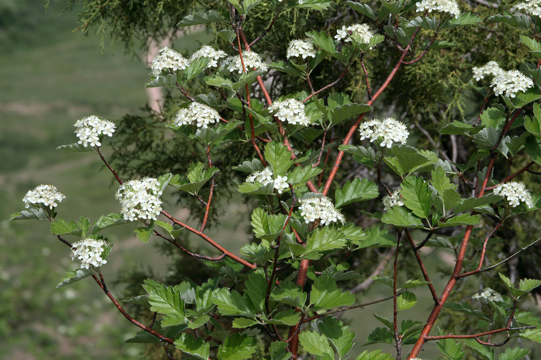 Image of Sorbus persica specimen.