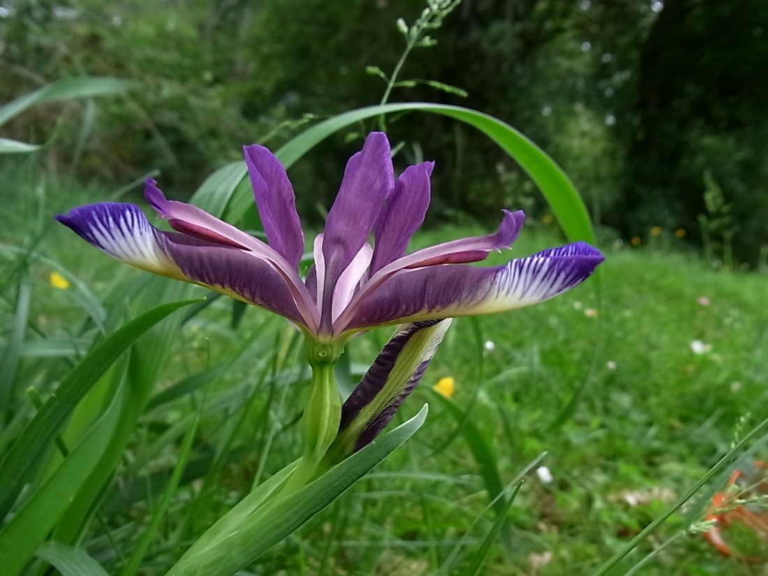 Изображение особи Iris graminea.