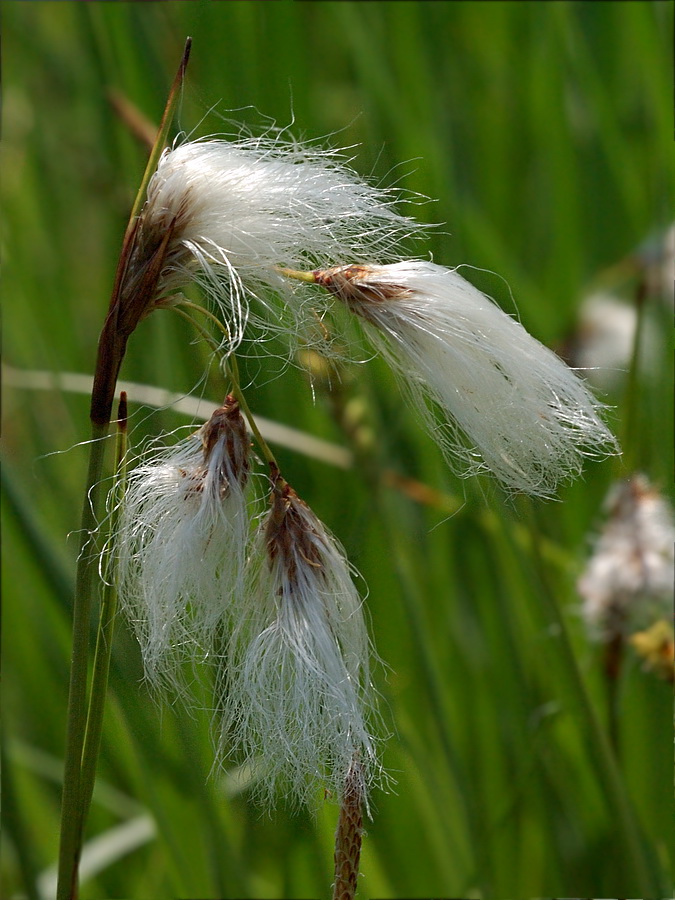 Image of Eriophorum angustifolium specimen.