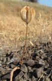 Tulipa biflora