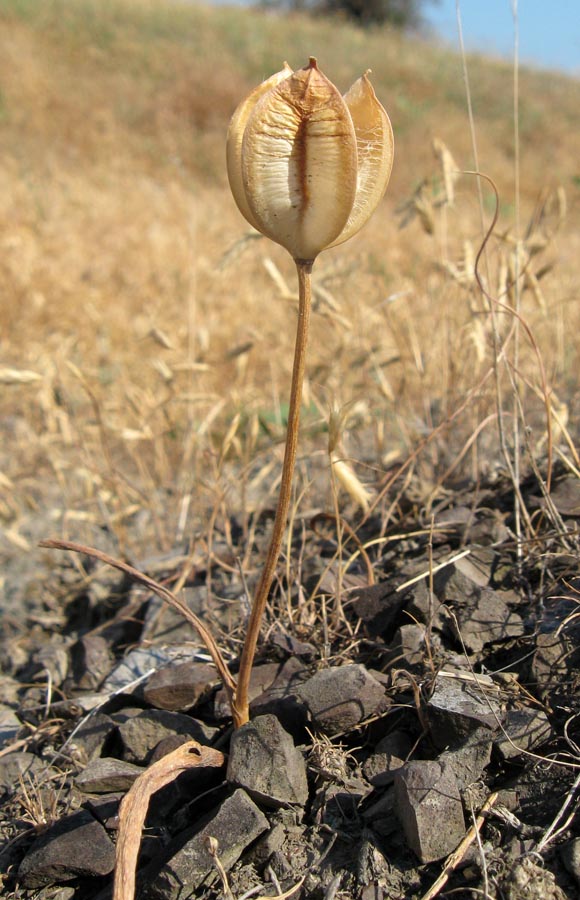 Изображение особи Tulipa biflora.