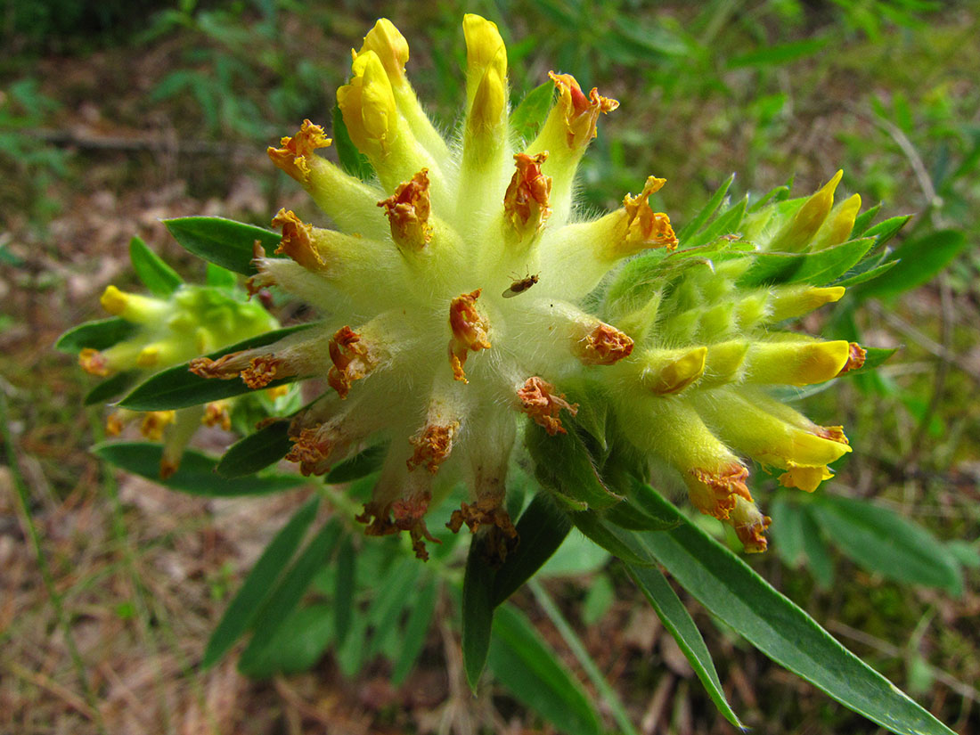 Image of Anthyllis vulneraria var. schiwereckii specimen.