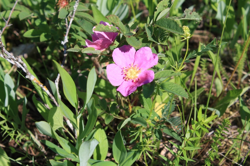 Image of Rosa cinnamomea specimen.