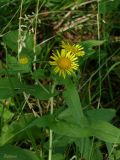 Inula britannica