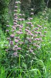 Phlomoides tuberosa. Цветущее растение. Саратовская обл., Аткарский р-н, пойма р. Медведица, опушка широколиственного леса. Конец июня 2011 г.