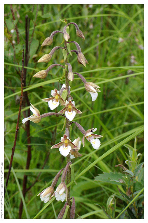 Изображение особи Epipactis palustris.