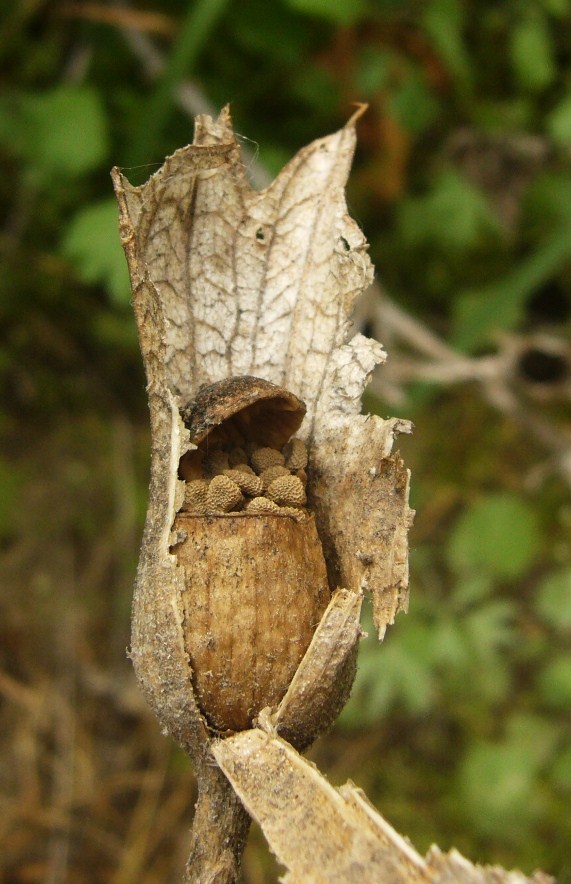 Изображение особи Hyoscyamus niger.