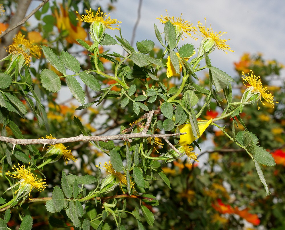 Image of Rosa foetida specimen.