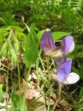 Lathyrus laxiflorus. Нераспустившееся (слева) и распустившееся соцветия. Крым, Севастополь, Балаклавский р-н, Ласпи. 14 мая 2011 г.