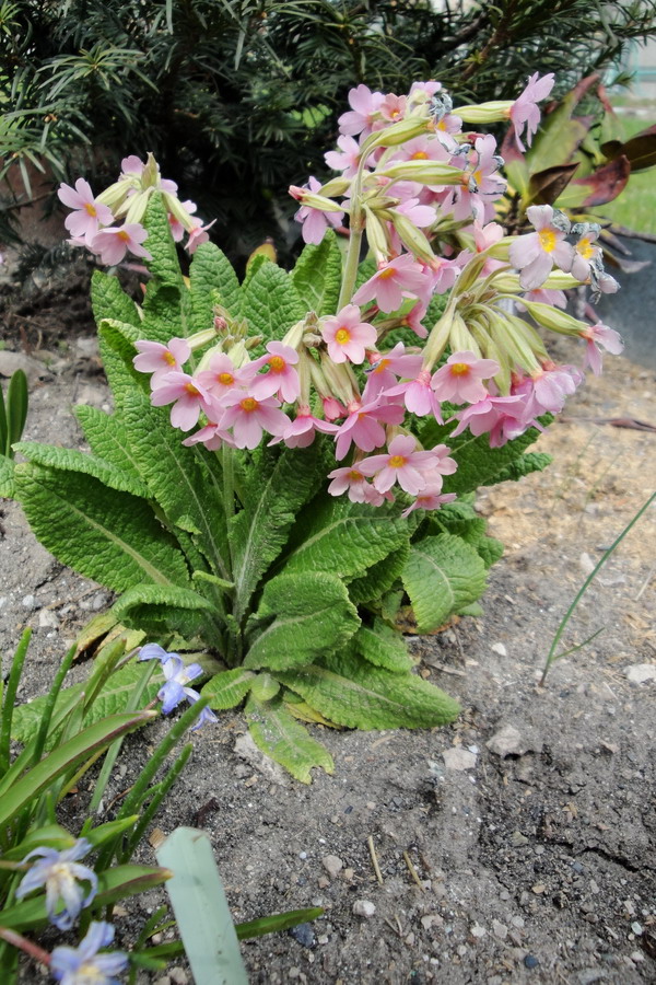 Изображение особи Primula amoena.