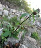 Bidens tripartita