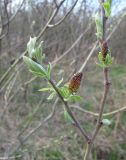 Salix &times; laurina