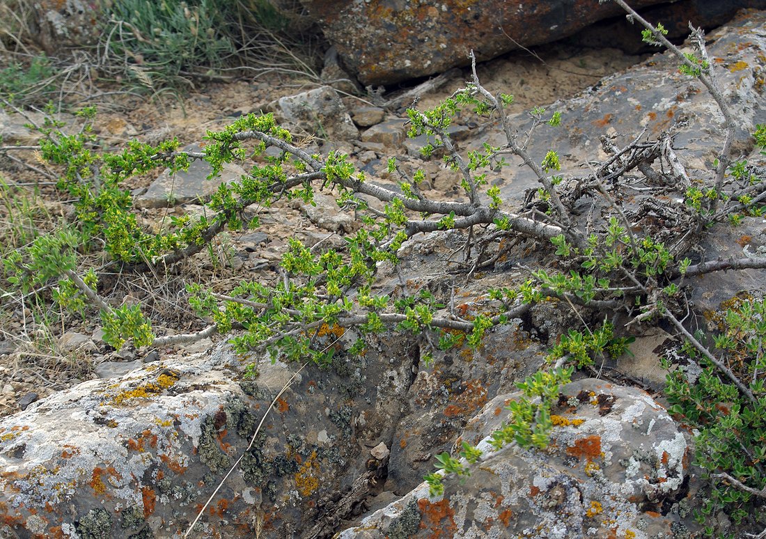 Image of Rhamnus songorica specimen.