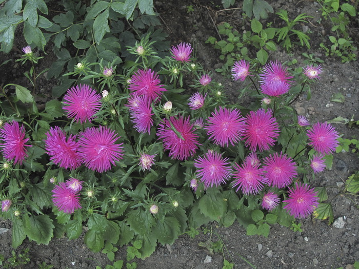 Изображение особи Callistephus chinensis.