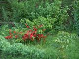 Chaenomeles japonica