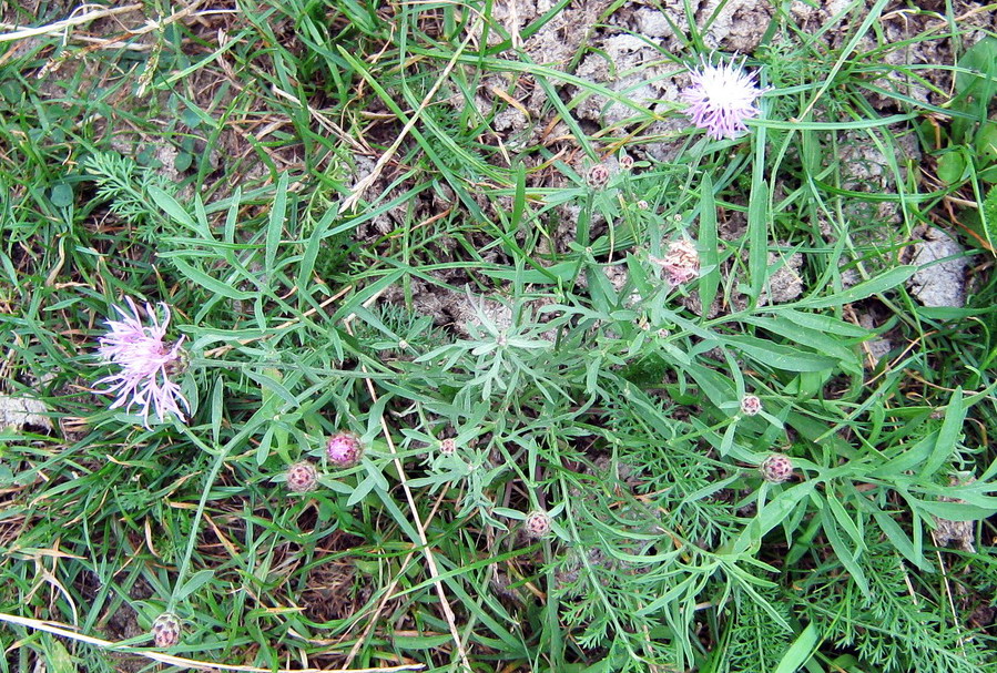 Image of Centaurea stoebe specimen.